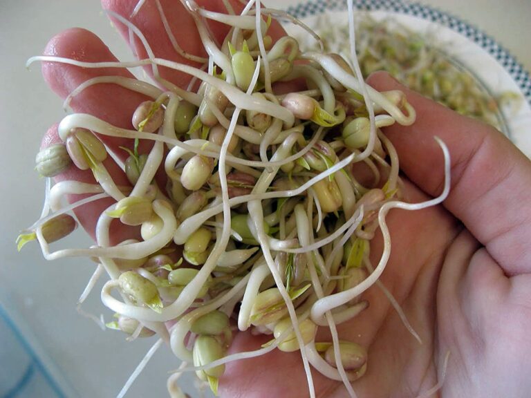 Bean Sprouts Machines: How to Use Them and Our Top 5 Picks