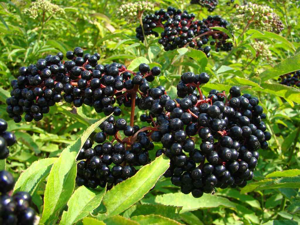 Mga Benepisyo sa Kalusugan ng Elderberry at Ang Ating Top 4 na Pinili ng Elderberry Gummy Supplements