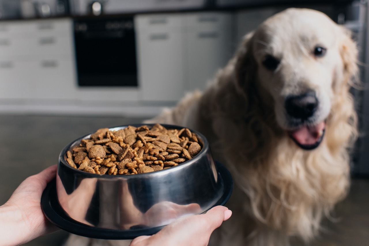 Blue Buffalo vs. Purina Pro Plan: Which Dog Food Is Better?
