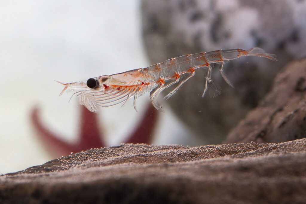 Huile de krill: Avantages, Effets Secondaires & 3 Meilleurs Choix